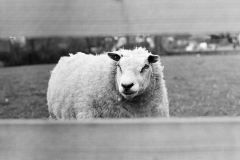 Zenit 12XP + Helios 44MGescand met Plustek OpticFilm 7200