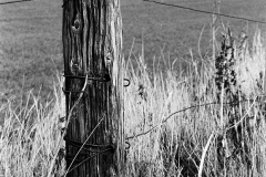 Pentax MX met Fomapan 100 film