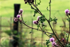 veldbloemen-01