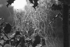 Delta3200 - spinneweb