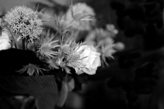 Mamiya 2015-07-27 08 Kopiëren