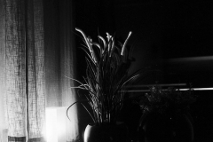 Nikon FG #1 2016-04-01 #14