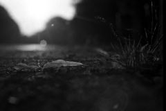 pentax me super 2016-01-11 #28